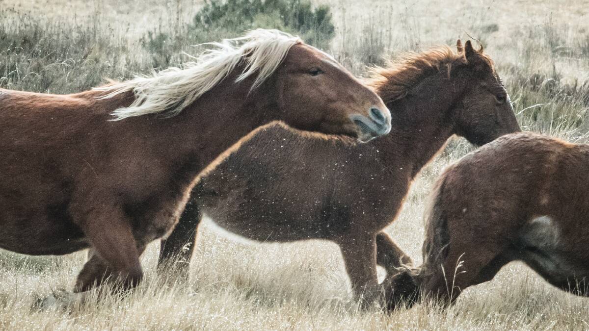 Wild horses in Kosciuszko National Park. Picture: Karleen Minney