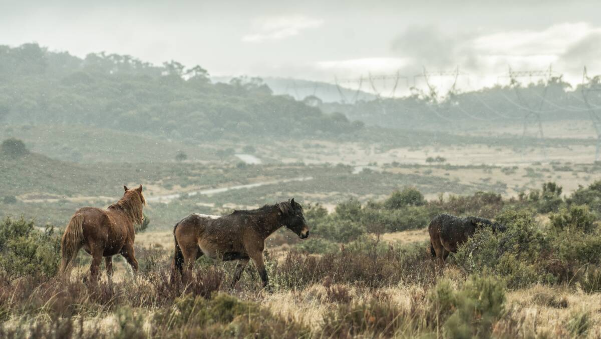 Wild brumbies in the Kiandra high country, NSW. Photo by Karleen Minney.