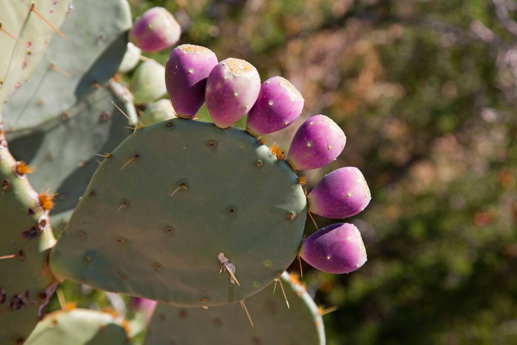 The prickly pear has many benefits not well known in Australia, particularly its nutritional properties and use on non-productive lands. Picture: Alamy