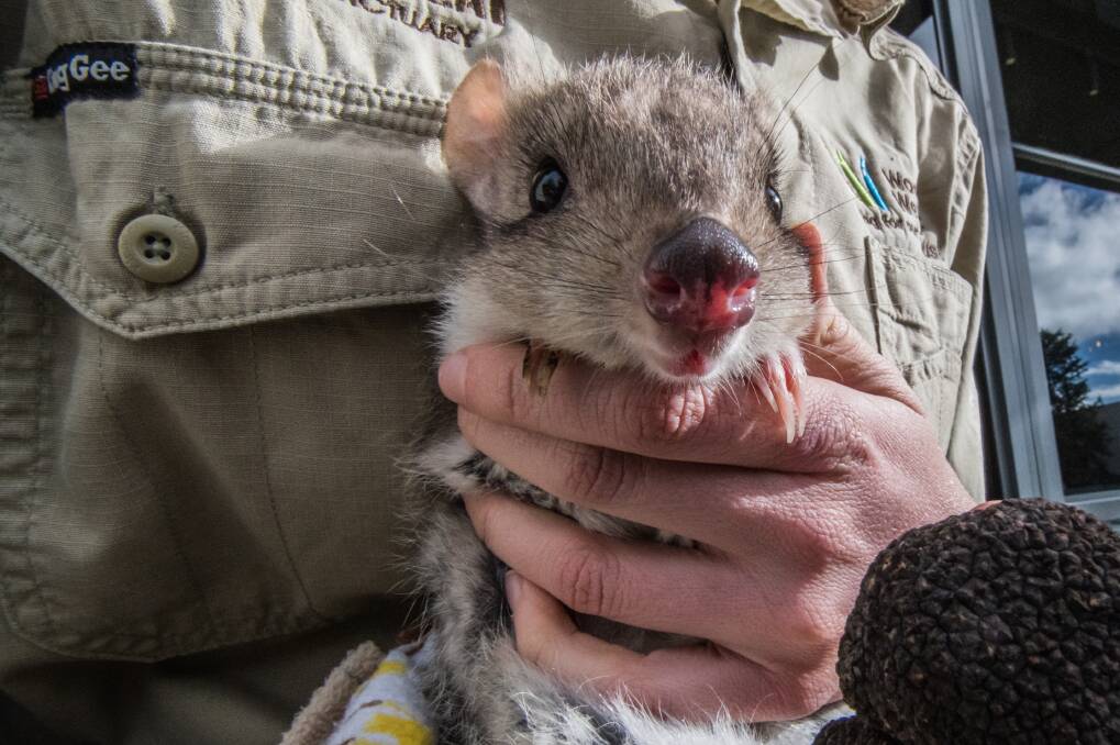 A Canberra bettong pictured in 2018. Photo: Karleen Minney