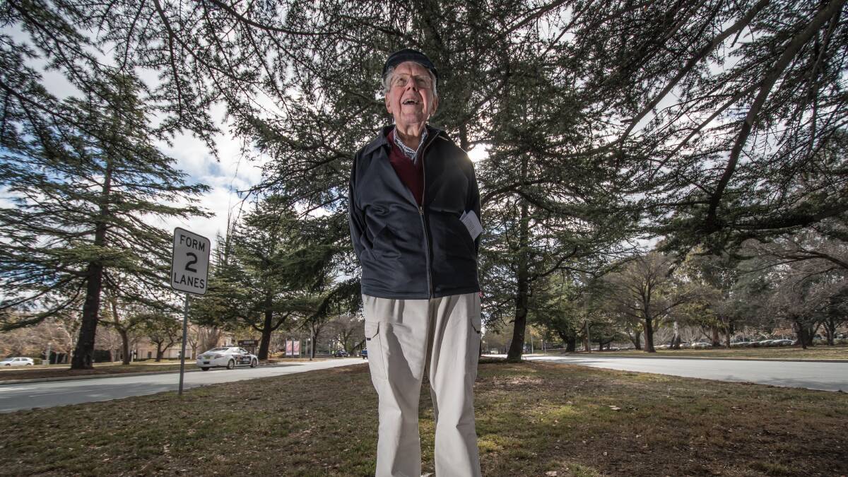 Landscape historian Dr John Gray OAM among the 97-year-old Charles Weston cedars on Commonwealth Avenue earmarked to be removed for light rail stage two. Picture: Karleen Minney.
