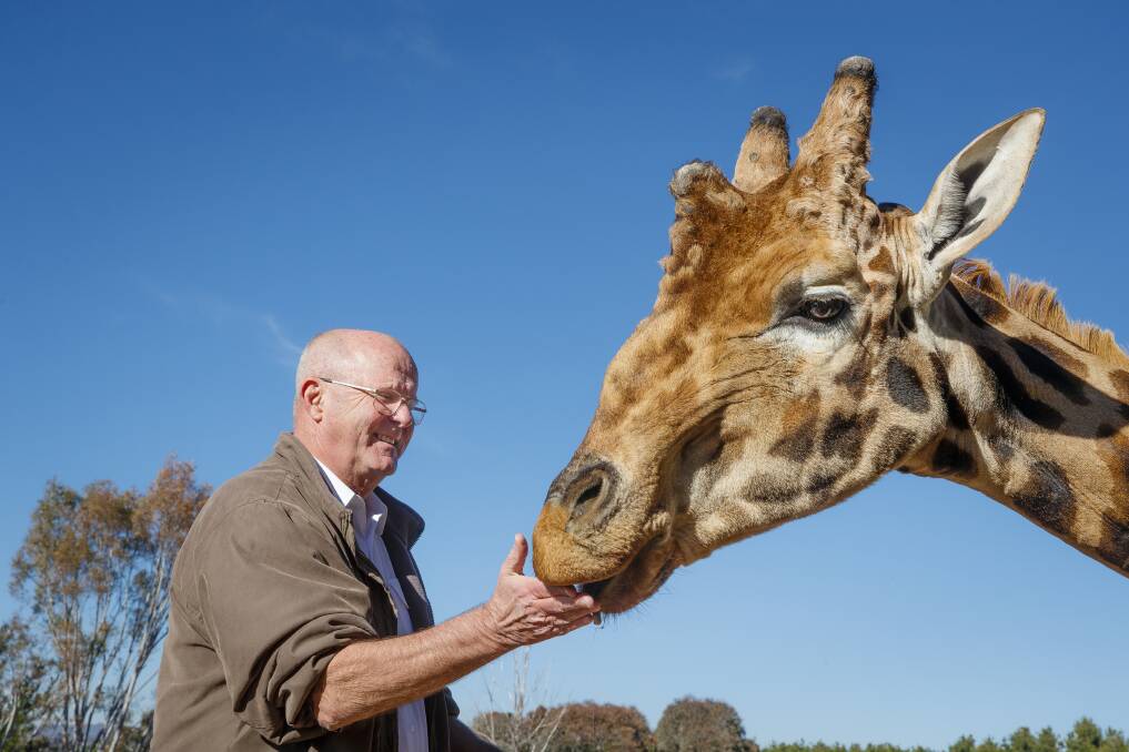 National Zoo and Aquarium owner Richard Tindale feeds Hummer the giraffe. Picture: Sitthixay Ditthavong