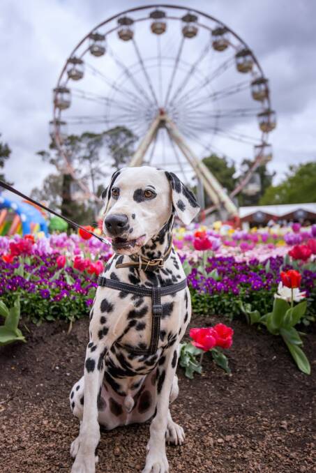 Dogs Day Out at Floriade will be on Sunday, October 14, with a super hero dress-up theme. Picture: Carol Elvin
