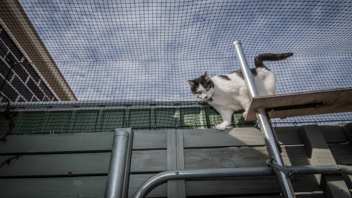 Cats in containment areas must be kept inside or in specially designed enclosures. Picture: Karleen Minney