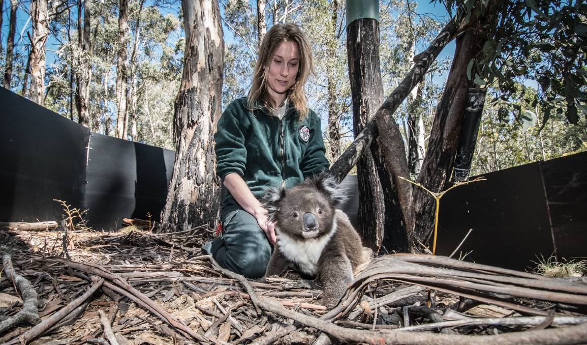Tidbinbilla Nature Reserve's threatened species recovery team leader Nicole Hill releases Malu the 18-month-old koala. Picture: Karleen Minney