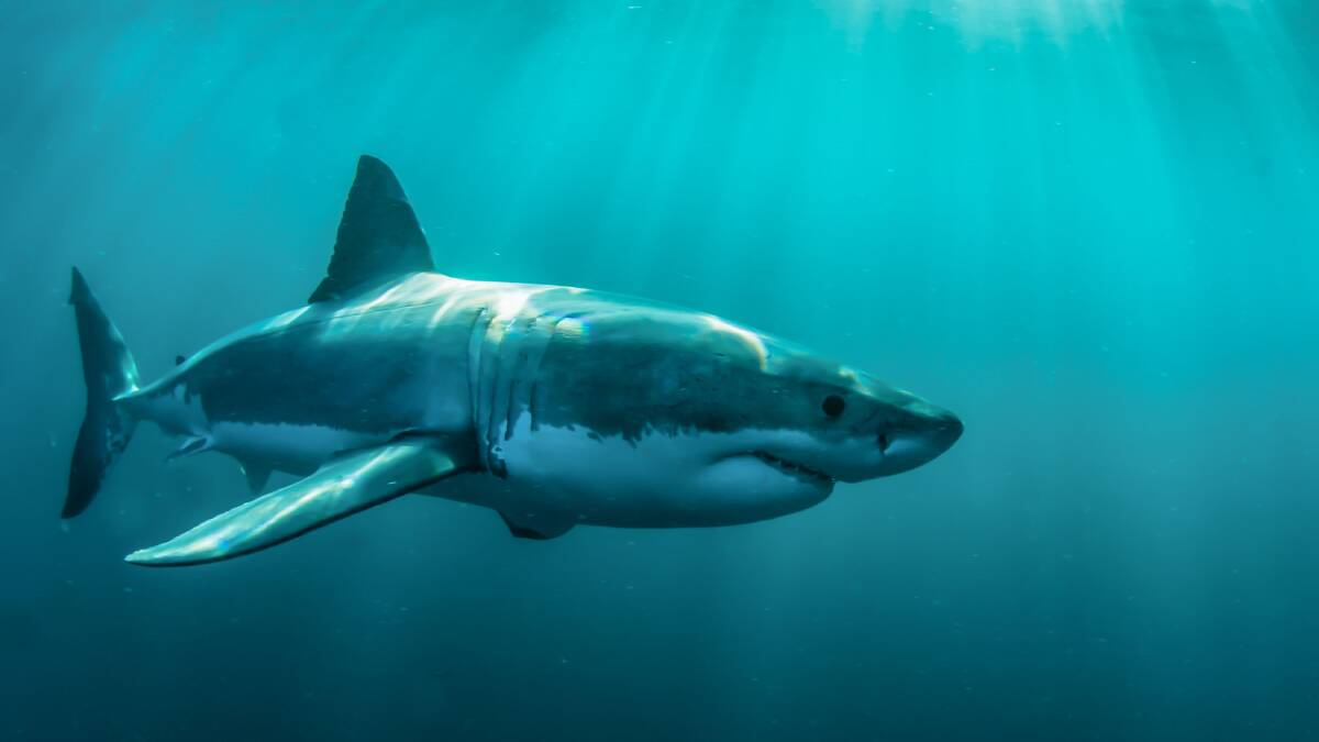 Slow-moving sharks are the scariest. Picture: Shutterstock