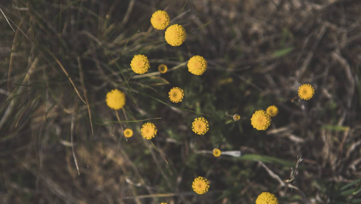 Scaly Button wildflowers. Picture: Jamila Toderas
