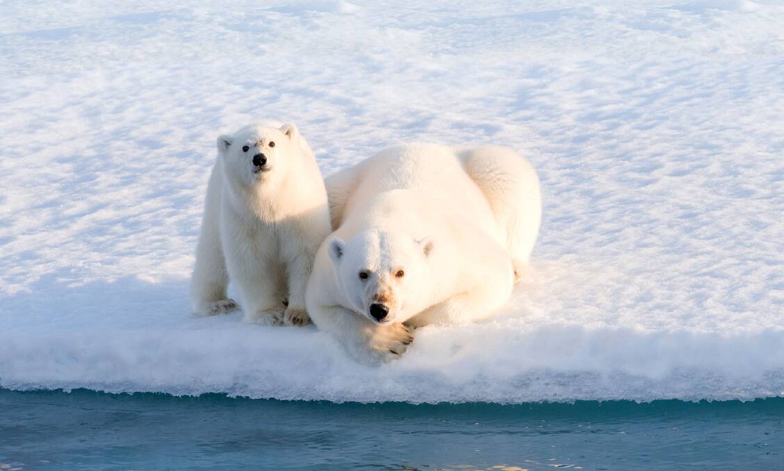 Polar bear sightings are a highlight on a Hurtigruten Arctic cruise. Picture: Supplied