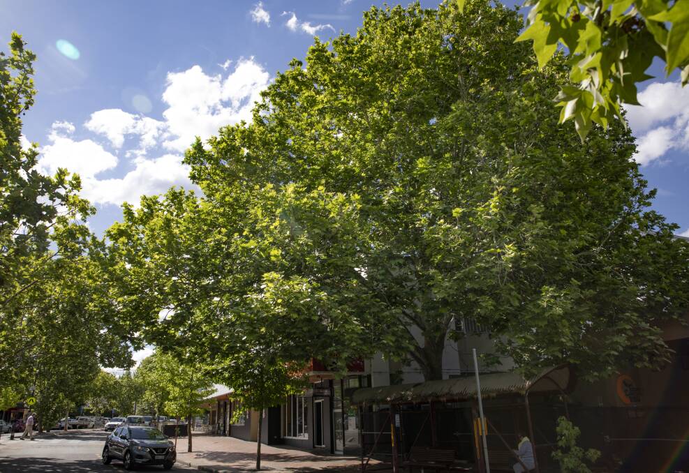The tree on the block that fronts Franklin Street pictured in November 2018. Picture: Sitthixay Ditthavong
