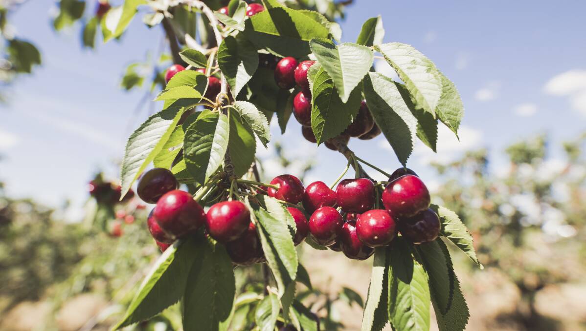 Cherry season started a little earlier this year due to some warm weather, with orchards already open for picking. Picture: Jamila Toderas