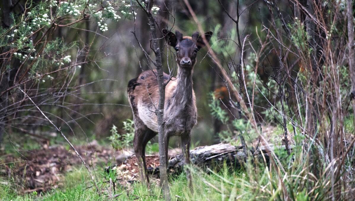 A feral deer near Thredbo in December. Their range has increased in the ACT and NSW. Photo: Nick Moir