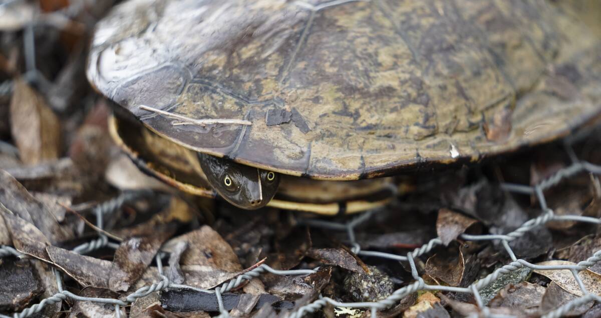 A long neck turtle peaks its head out of its shell at the Mulligans Flat sanctuary. Photo: Lawrence Atkin