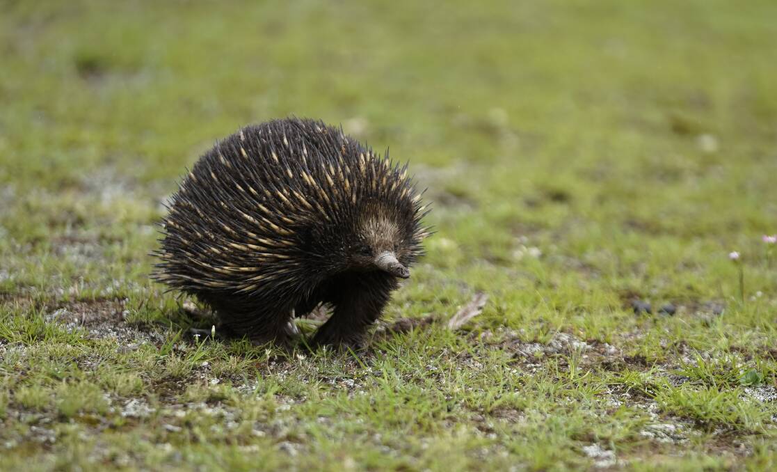 An echidna at the Mulligans Flat sanctuary in Gungahlin. Photo: Lawrence Atkin