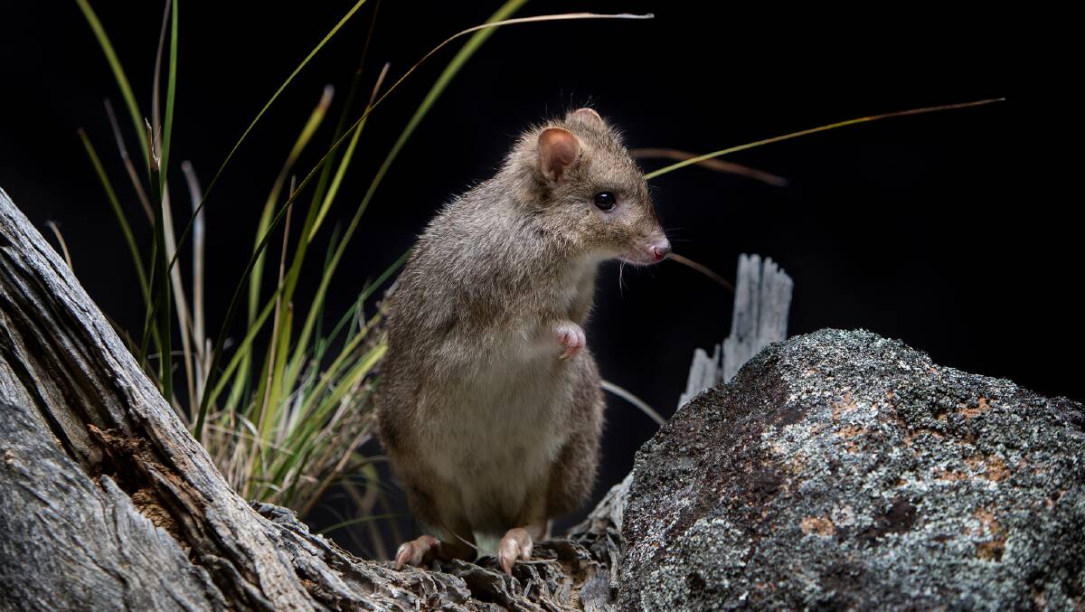 Bettongs have won over the Canberra public.