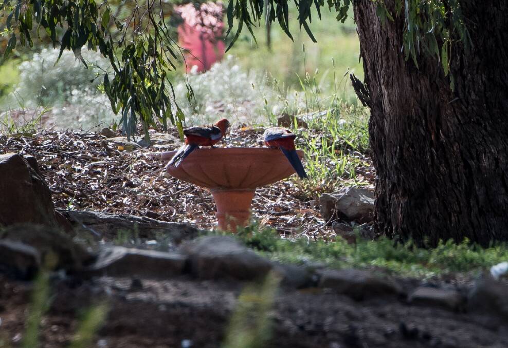 Canberra's birds rely on our backyards for their future. Photo Elesa Kurtz
