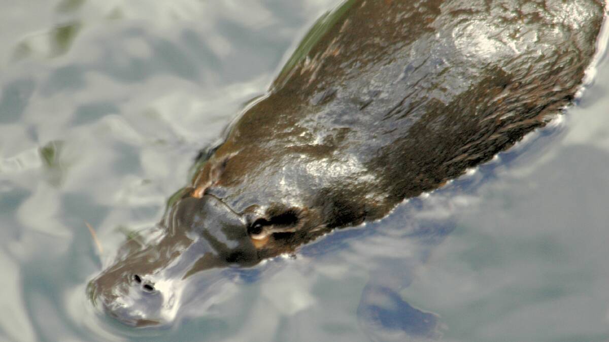 The platypus is rare, elusive, and under threat. Picture supplied.