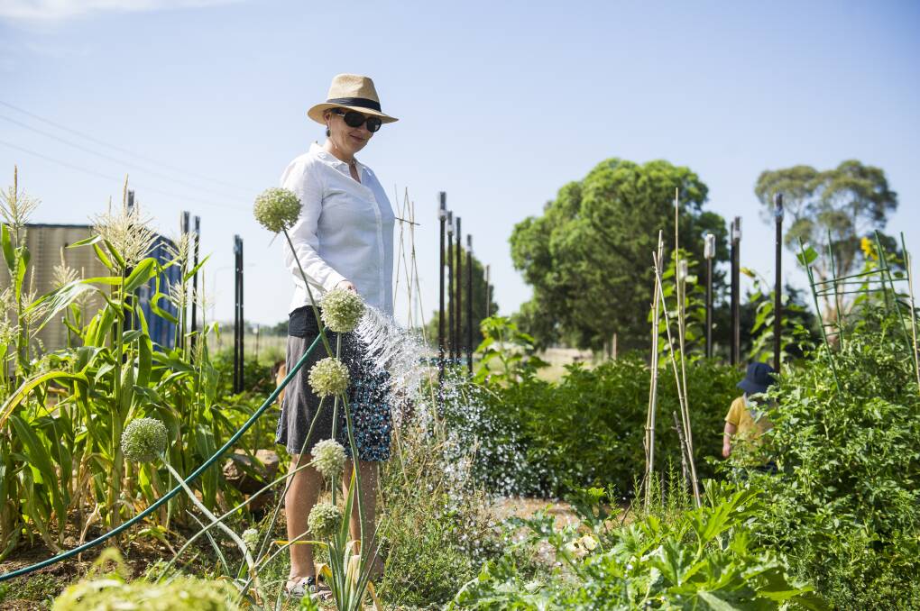 The oasis of the Canberra City Farm. Picture: Dion Georgopoulos