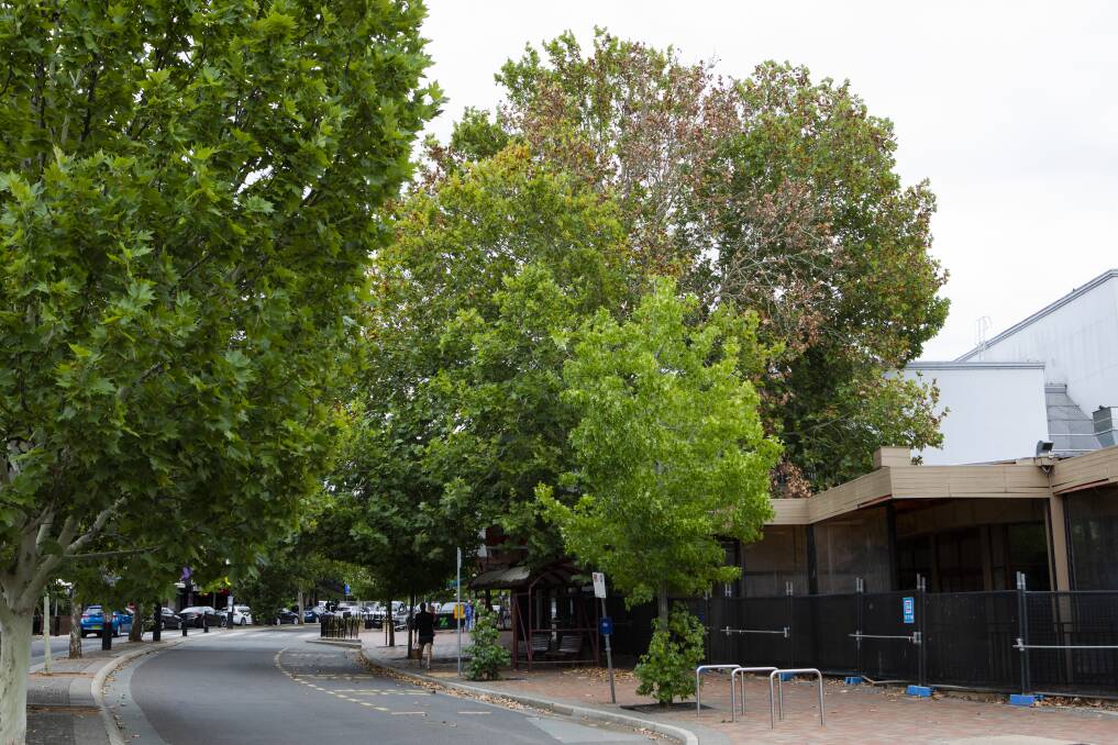 Canberra's tree protection laws are set to be overhauled. Picture: Jamila Toderas