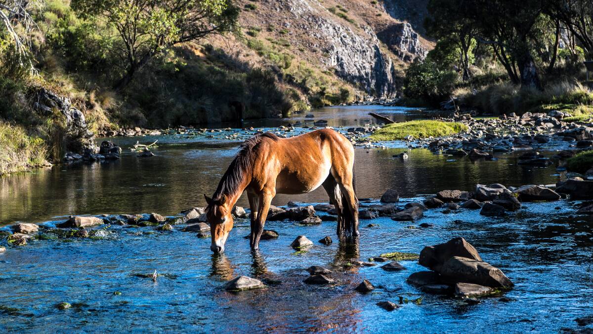 A feral horse in the river at Blue Waterholes. Picture: Justin McManus