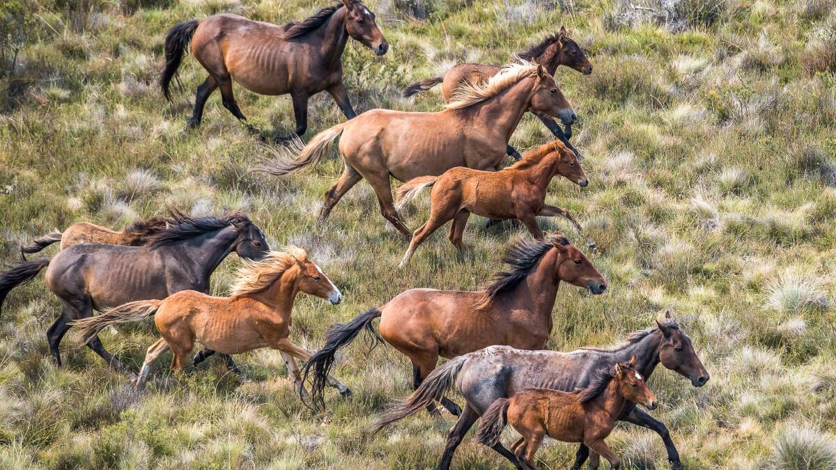 Feral horse numbers in the Kosciuszko National Park are rising rapidly - but the Berejiklian government appears to have missed another chance to reduce them. Picture: Justin McManus