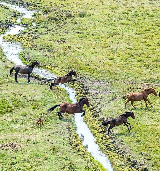 Horses next to a headwater for the Murrumbidgee River in Currango Plain in Kosciuszko. Photo: Justin McManus