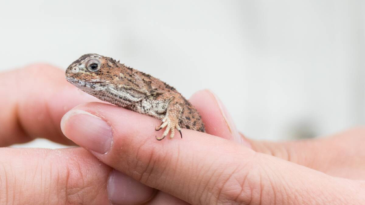 The government wants to help preserve the grassland earless dragon. Picture ACM