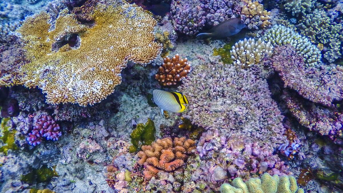 The Great Barrier Reef Marine Park Authority says limiting global warming to 1.5 degrees is "critical". Photo: Supplied