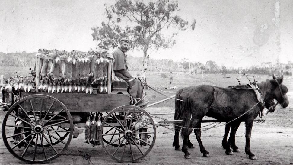 Richard Southwell and his rabbit cart at the intersection of Weetangera and Ginninderra roads. Photo: Hall School Museum