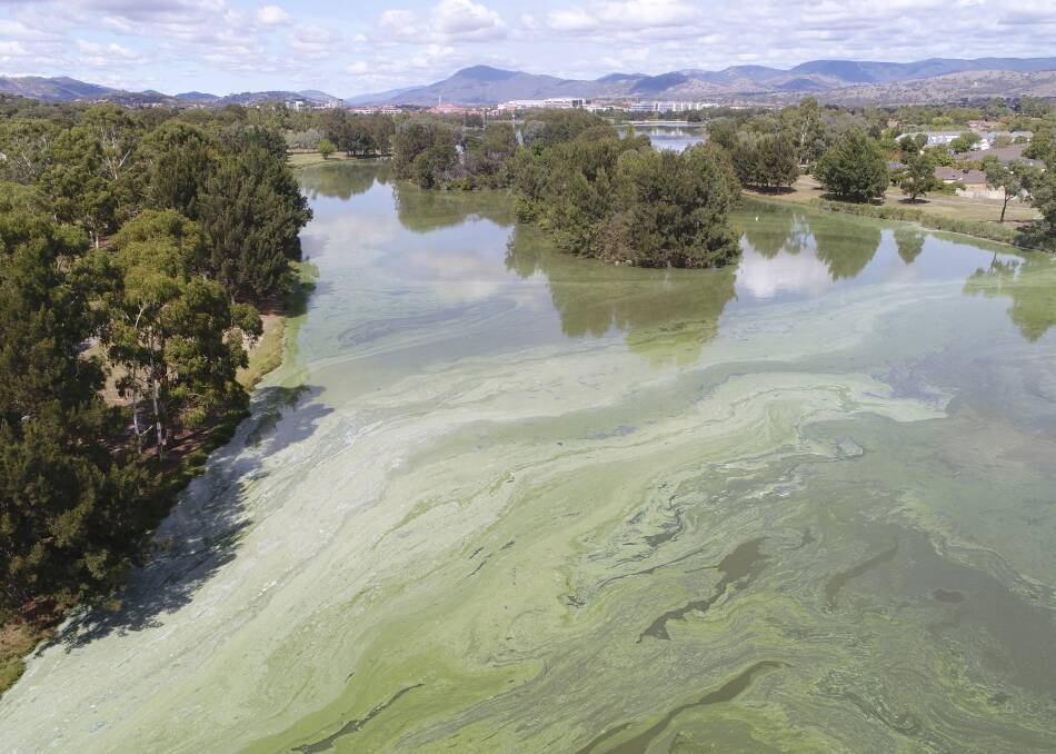 Researchers have described the blue-green algae bloom in Lake Tuggeranong as "the worst" they've ever seen. Photo: Alica Tschierschke, University of Canberra