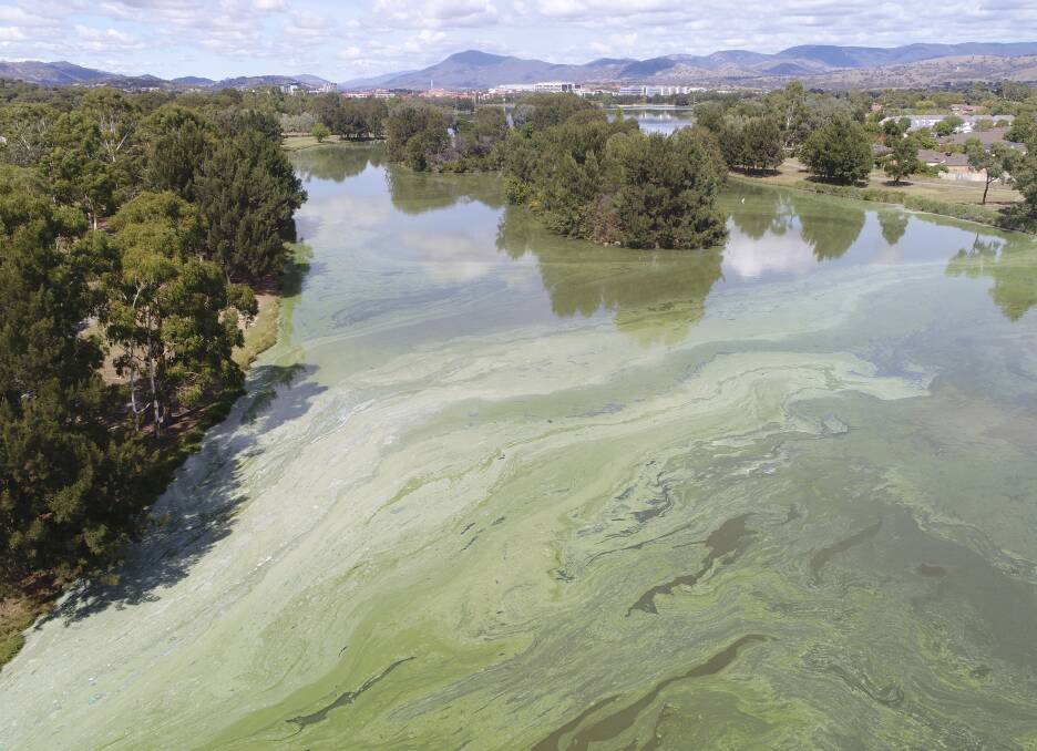A drone image of Lake Tuggeranong covered in blue-green algae, taken on March 21, 2019. Picture: Alica Tschierschke, University of Canberra