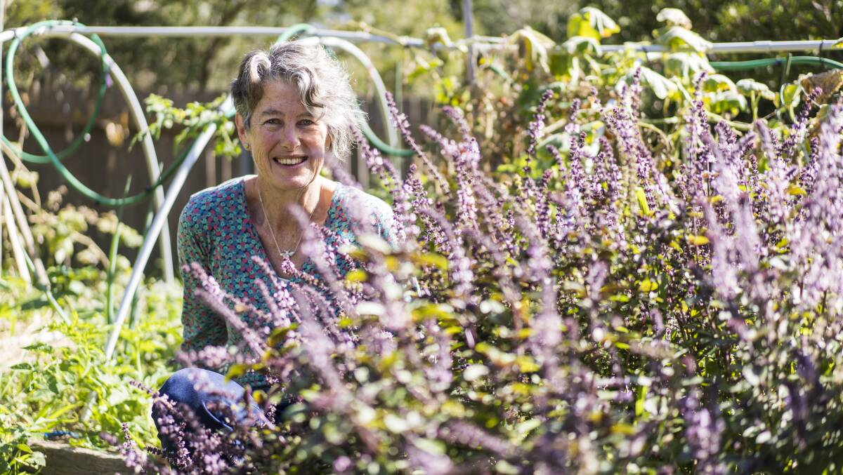 ACT for Bees founder Julie Armstrong in her garden with a bee-friendly sacred basil plant. Photo: Dion Georgopoulos