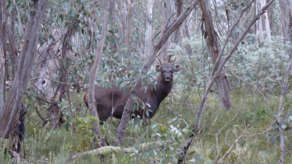A sambar deer in Namadgi National Park. Photo: ACT government