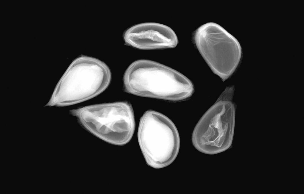 An X-ray image using new technology at the National Seed Bank in Canberra. Healthy seeds appear bright and opaque in the centre, where dead seeds appear grey, clear or shriveled up inside. Photo: National Seed Bank