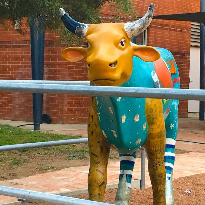 The colourful cow at UC Senior Secondary College Lake Ginninderra. Photo: Tim the Yowie Man