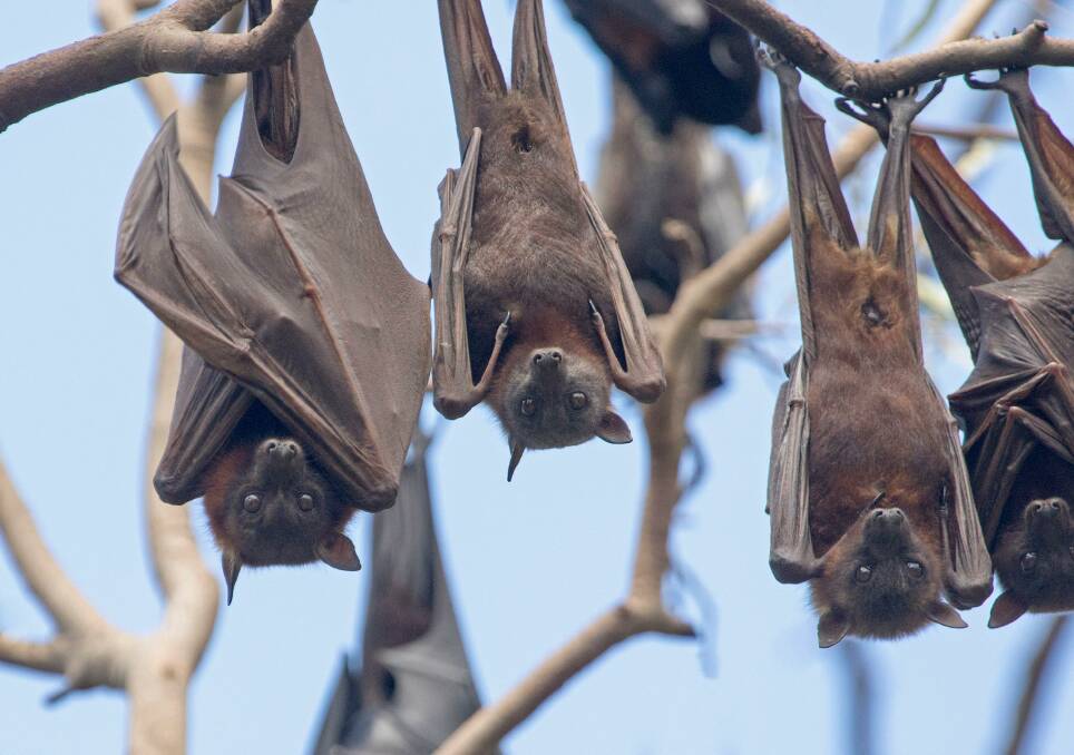Grey-headed flying-foxes are a protected native species.