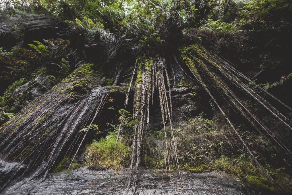 Vines hanging near the waterfall. Picture: Jamila Toderas