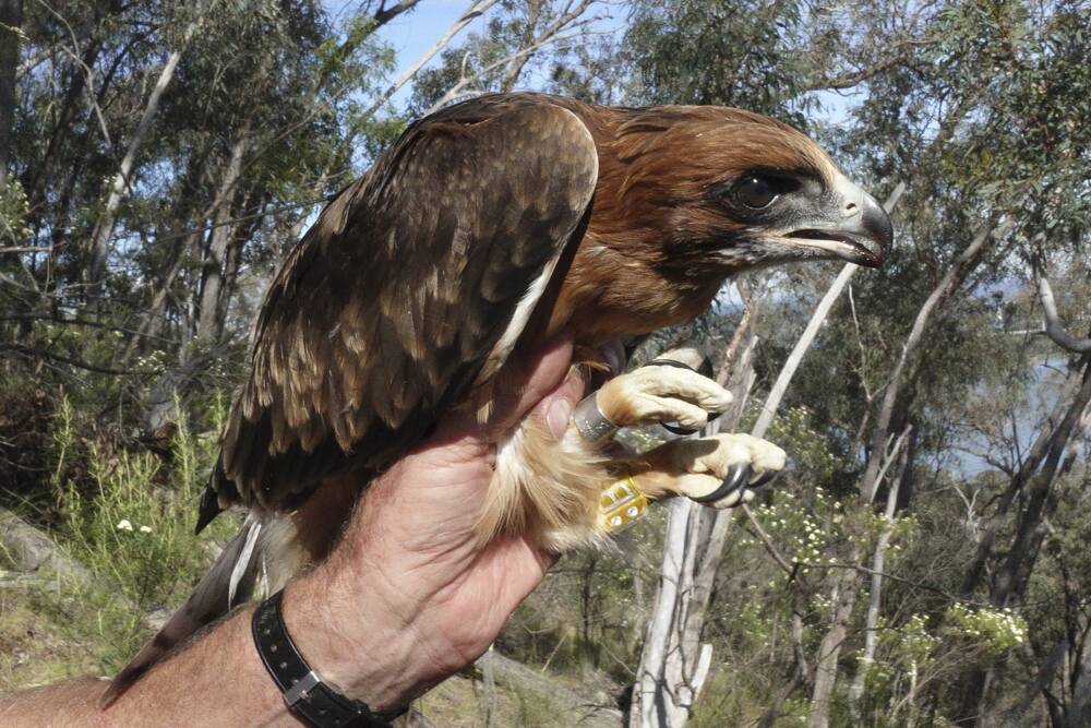 The Little Eagle is regarded as a vulnerable species in the ACT.