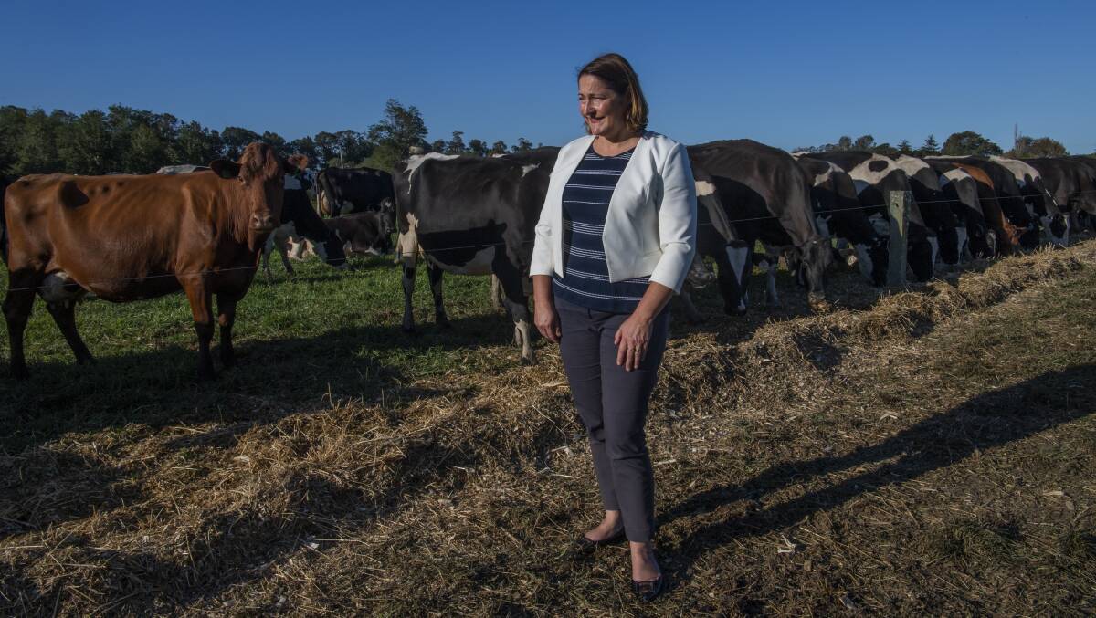 Fiona Phillips, federal Labor candidate for the seat of Gilmore, at Terara at her brother's dairy farm. Photo: Louise Kennerley 
