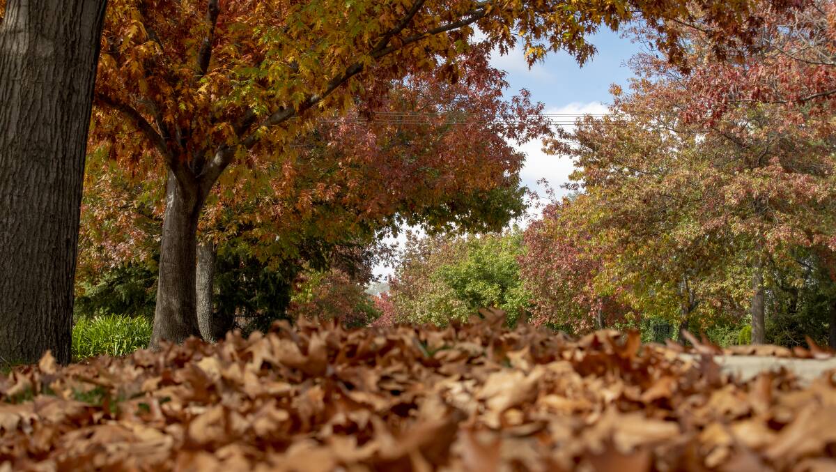 Canberra has been experiencing warmer than average temperatures in the last days of autumn. Picture: Sitthixay Ditthavong