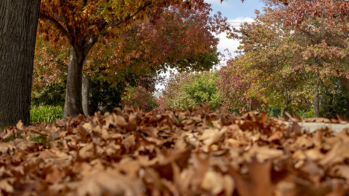 Autumn leaves on La Perouse Street, Red Hill. Photo: Sitthixay Ditthavong