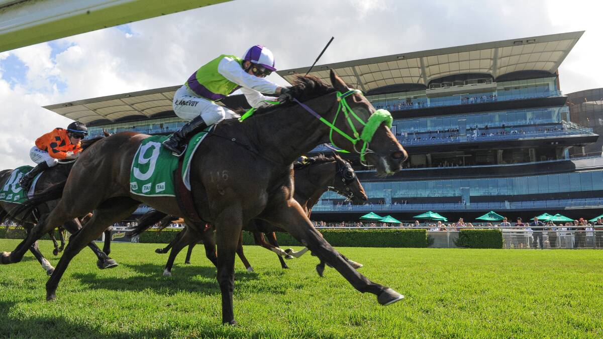 The Joe Cleary-trained Concrete could be off to the Kosciuszko after he got his trainer his first win at Randwick. Photo: AAP