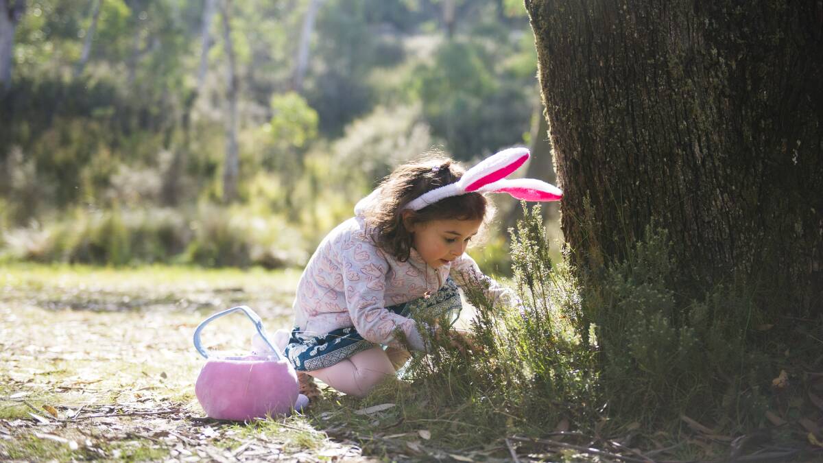 Valentina Baxter, 4, looks for Easter eggs at the Great Corin Forest Easter Egg Hunter of 2019 on Saturday. Photo: Dion Georgopoulos