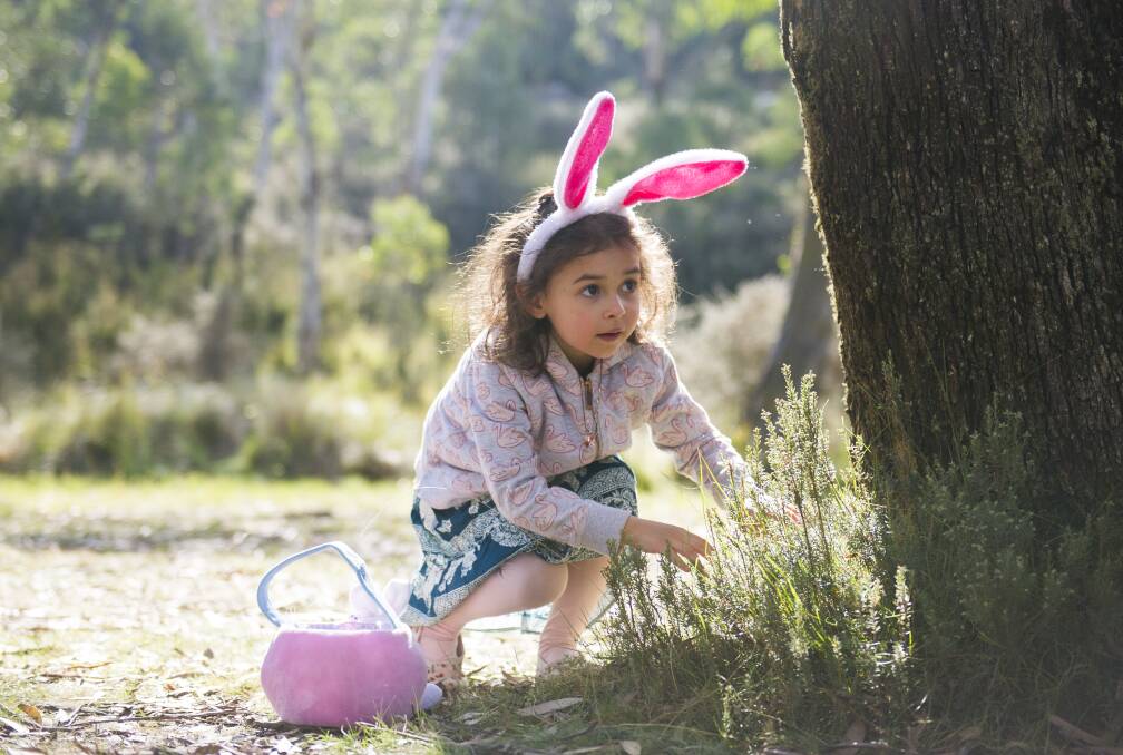 Valentina Baxter, 4, looking for Easter eggs at the Great Corin Forest Easter Egg Hunt on Saturday. Photo: Dion Georgopoulos
