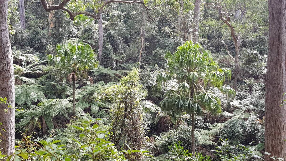 A part of the rainforest along the Corn Trail, which would form part of Mr Studholme's trail. Photo: Supplied