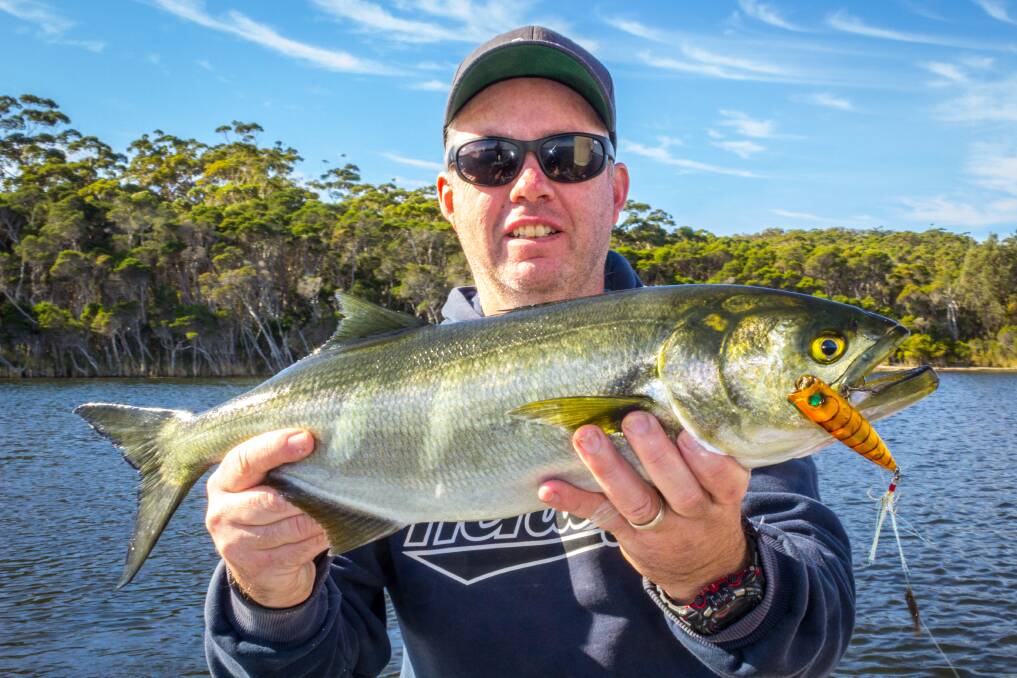 Its a great time of year to target big tailor in the estuaries.
