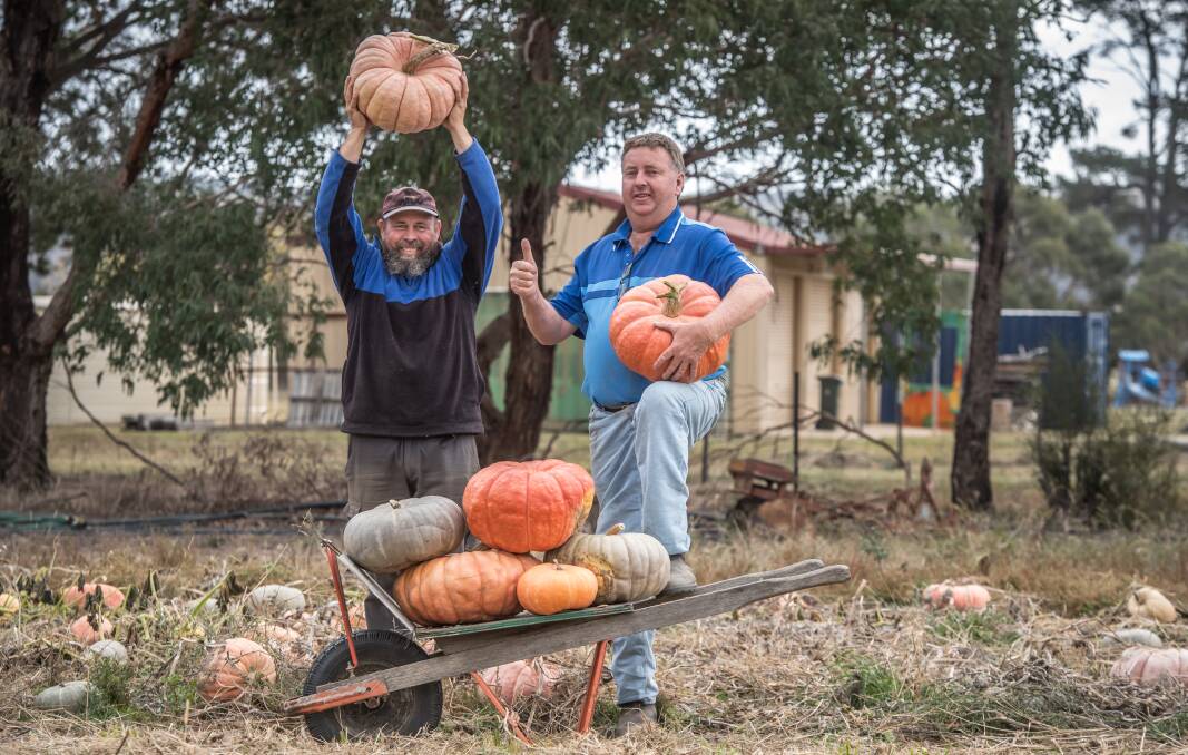 Collector Village Pumpkin Festival volunteers Brett Byron (left) and Gary Poile collect pumpkins for this weekend's big event. Picture: Karleen Minney