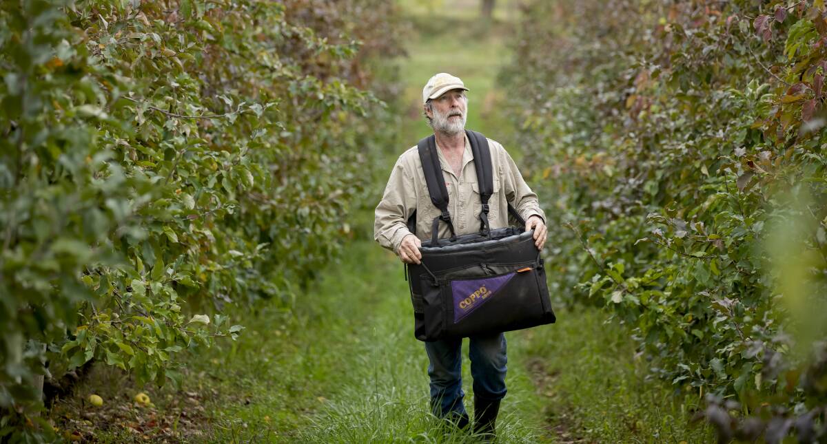 Ralph Wilson walks among the apple trees at his Batlow orchard. Picture: Sitthixay Ditthavong