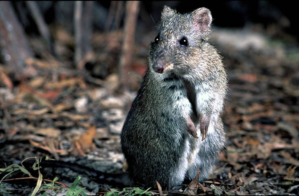 The Gilbert's potoroo is among nine mammals deemed by the federal government to be critically endangered, while two other potoroos are on the endangered list. The broad-faced potoroo, though, is one of 27 mammals in Australia deemed to have become extinct since the arrival of Europeans. Picture: WA Department of Parks and Wildlife