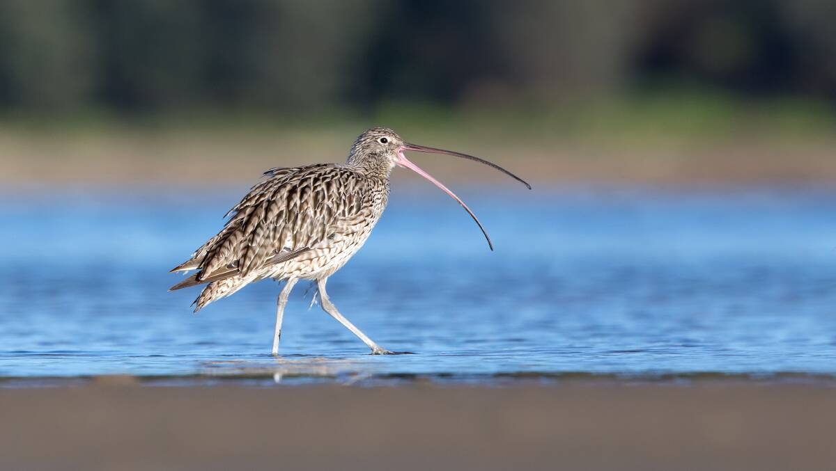 The eastern curlew (pictured), along with the curlew sandpiper, are among 17 critically endangered bird species listed by the federal government. Picture: Duade Paton