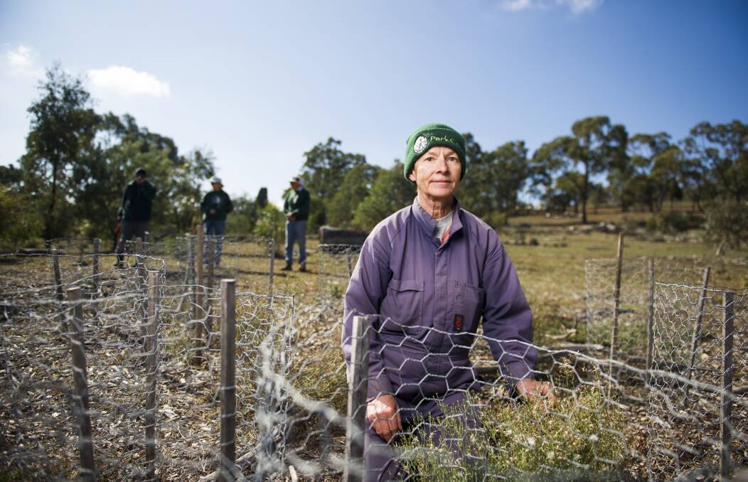 Mount Majura project manager Waltraud Pix, with the wire plant enclosures which offer scant protection for native grasses and shrubs against hundreds of hungry kangaroos and rabbits. Picture: Dion Georgopoulos